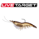 Live Target Rigged Shrimp